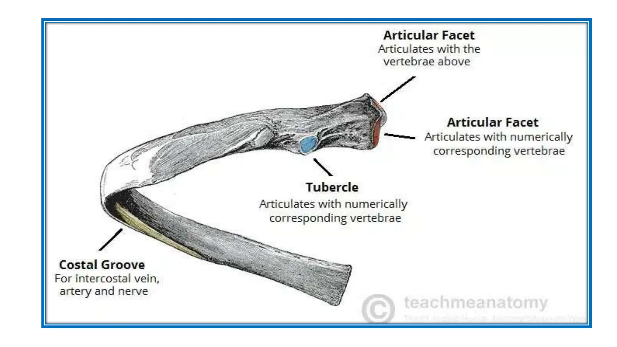 Structural Rib Fillet Anatomy of the Ribs.pptx