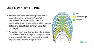 ANATOMY OF THE RIBS
 The ribs are a set of twelve paired bones
which form the protective ‘cage’ of
the thorax. They articulate with the
vertebral column posteriorly, and terminate
anteriorly as cartilage (known as costal
cartilage).
 As part of the bony thorax, the ribs protect
the internal thoracic organs. They also have
a role in ventilation; moving during chest
expansion to enable lung inflation.
 