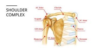 Anatomy of the shoulder and Knee joints.pptx