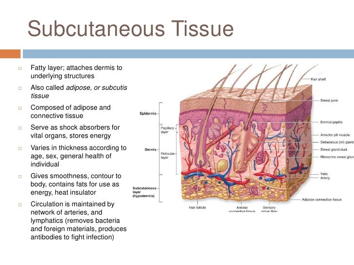 Anatomy Of The Skin Lecture anatomy-of-the-skin-lecture