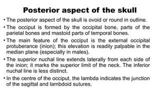 Inion Features Comprehensive Anatomy of the Human Skull: Structure and Features | PPTX