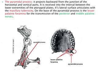 Osteology of the skull. | PDF