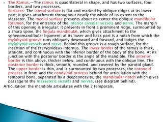 Define Ramus Osteology of the skull. | PDF