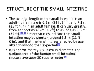Human Intestinal Length Anatomy of the small intestine | PPTX