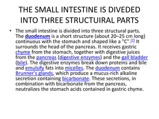 Anatomy of the small intestine | PPTX