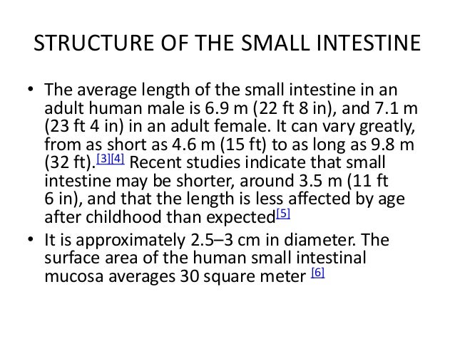 Anatomy of the small intestine