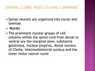 Anatomy of the spinal cord | PPTX