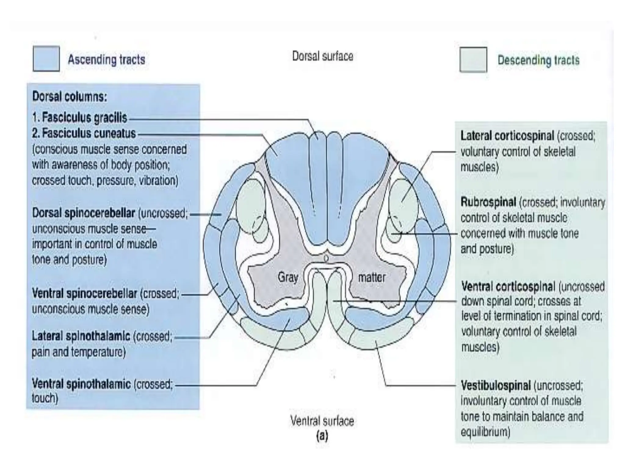 Human Anatomy of the Spinal Cord presentation.ppt