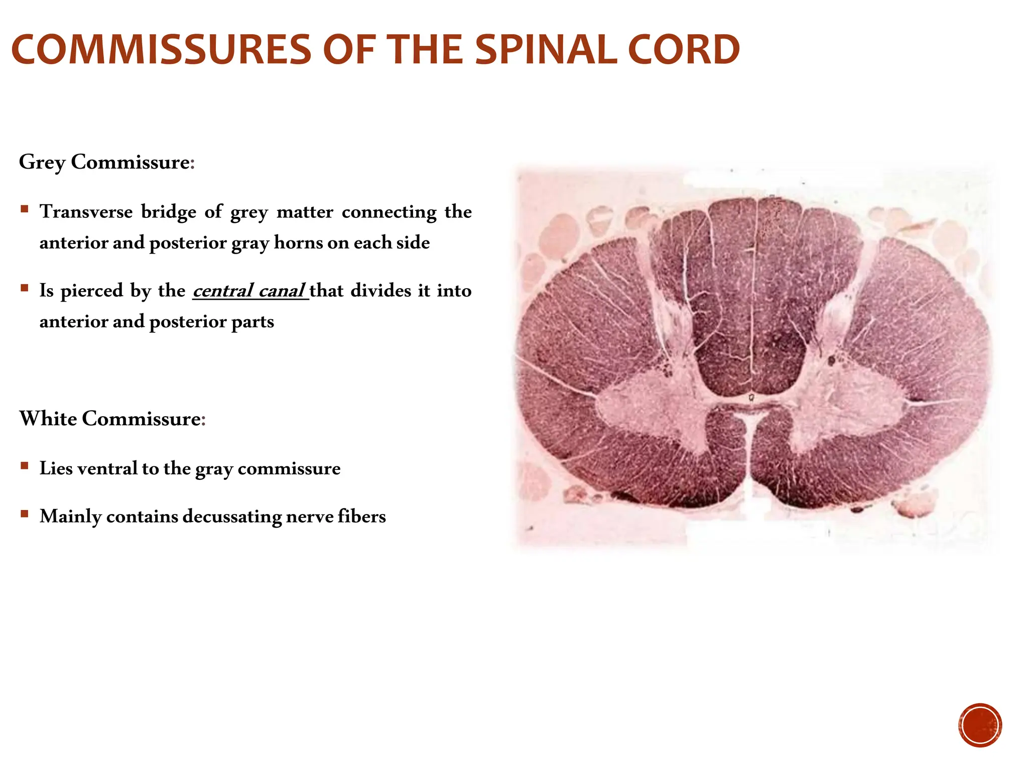 Spinal Presentation Human Anatomy of the Spinal Cord presentation.ppt
