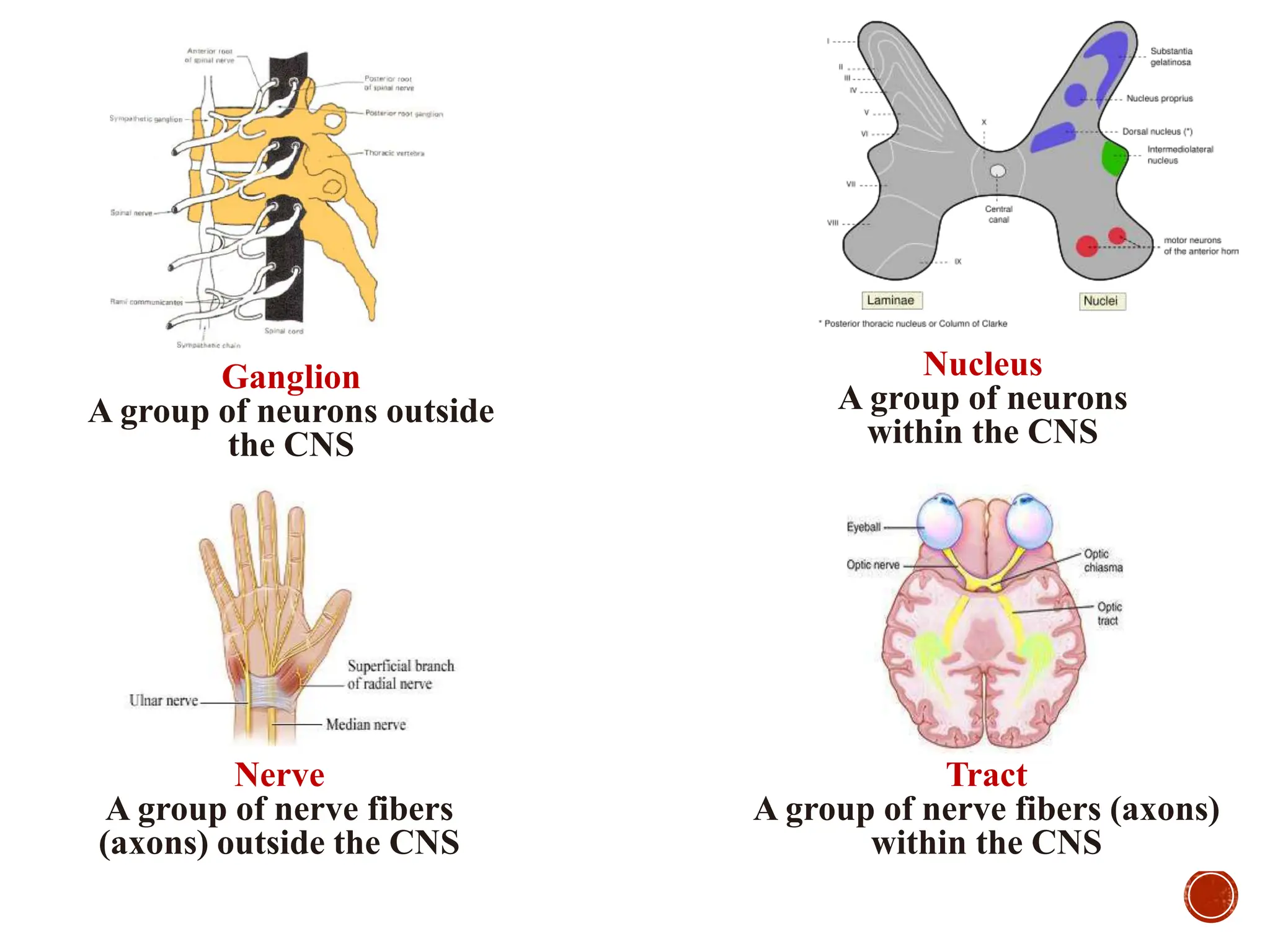 Spinal Presentation Human Anatomy of the Spinal Cord presentation.ppt
