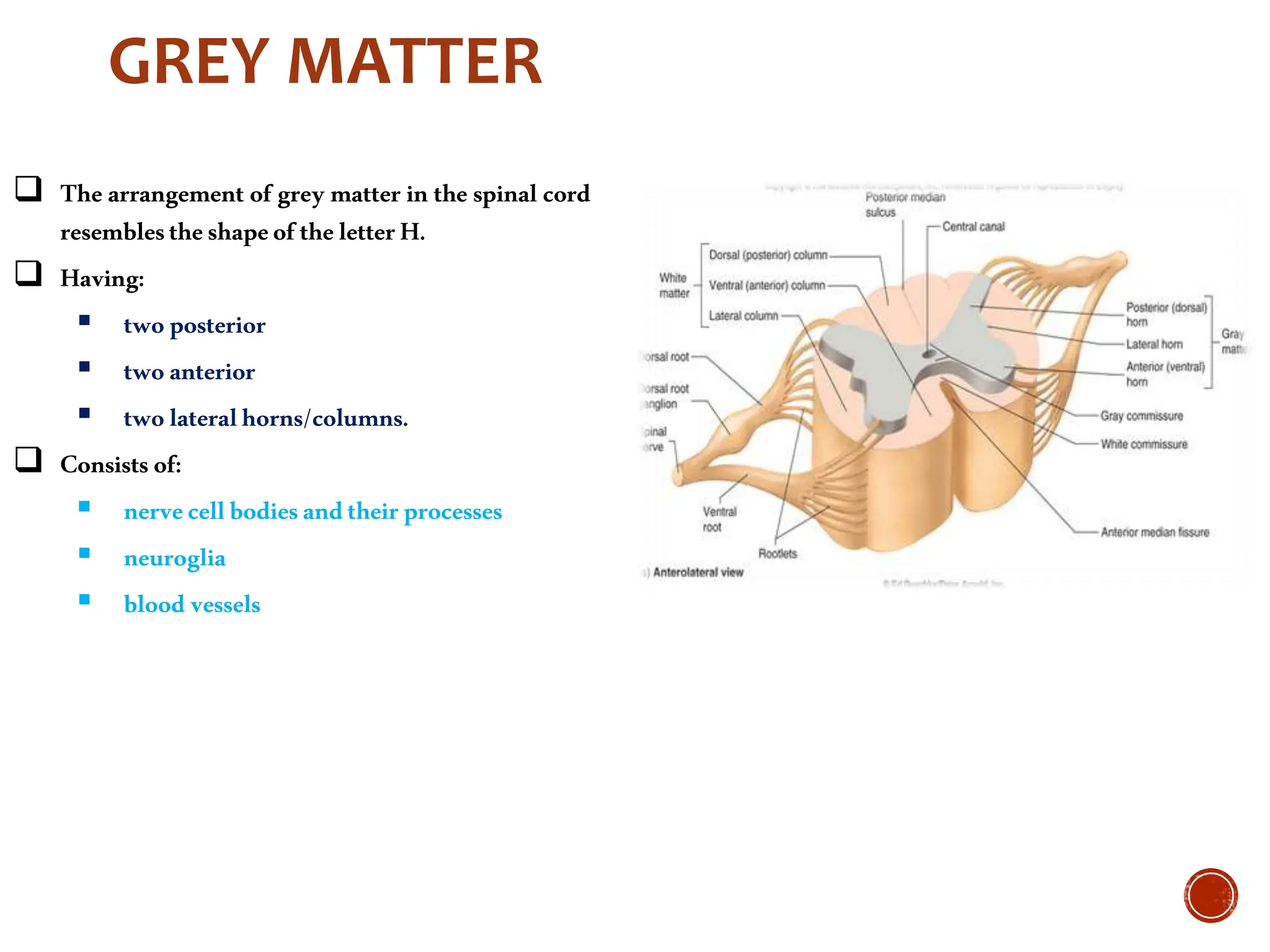 Spinal Presentation Human Anatomy of the Spinal Cord presentation.ppt