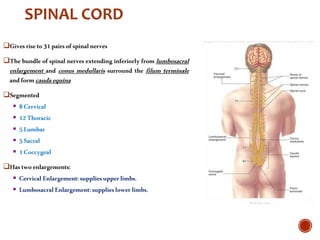 Spinal Presentation Human Anatomy of the Spinal Cord presentation.ppt