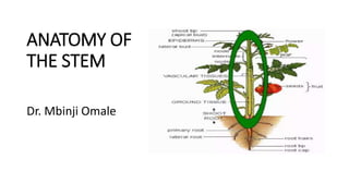 ANATOMY OF
THE STEM
Dr. Mbinji Omale
 