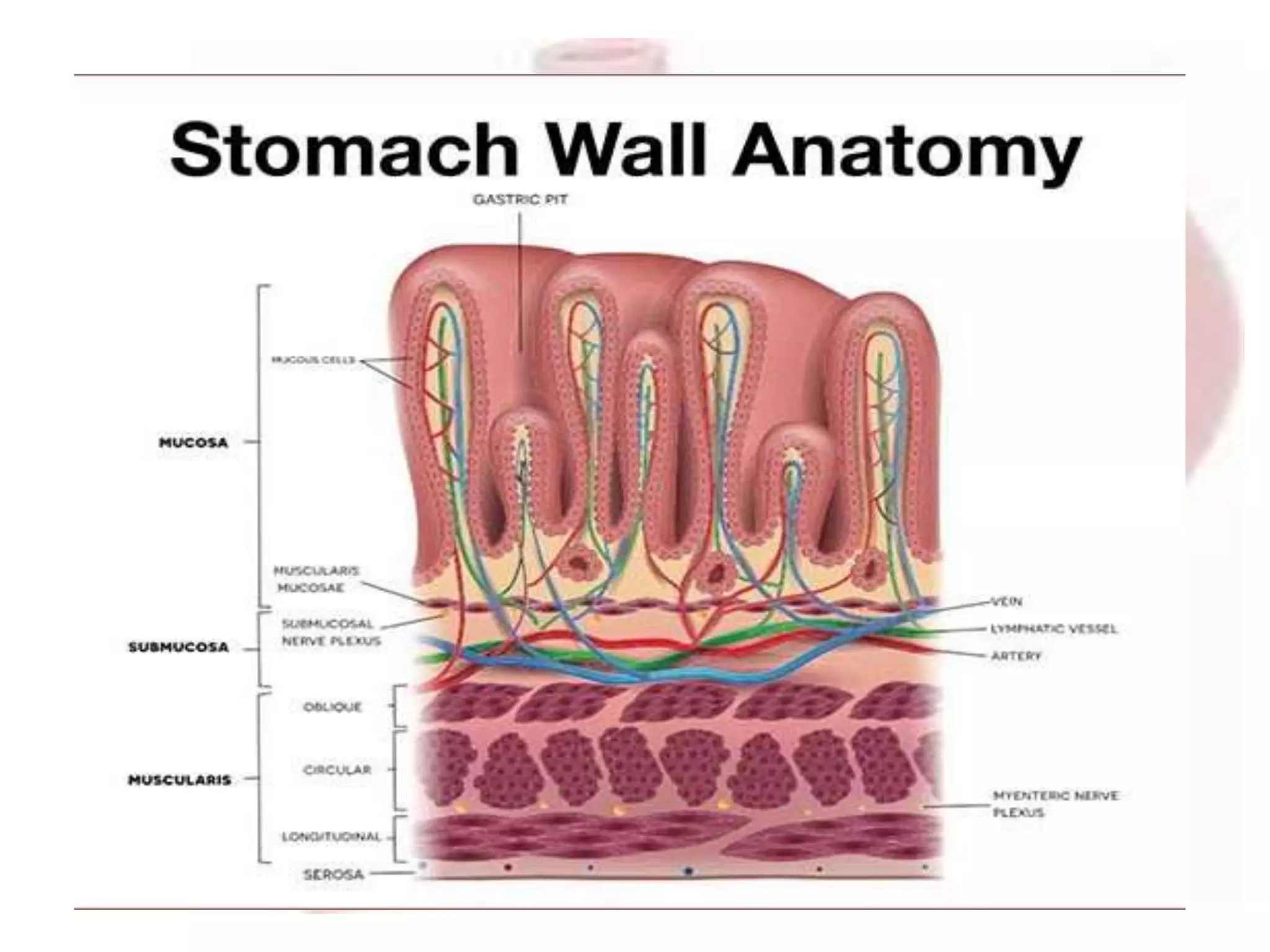 Anatomy of the stomach | PPTX