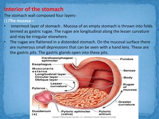 Anatomy of the stomach | PPTX