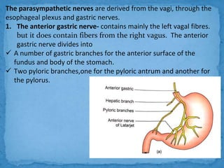 Anatomy of the stomach | PPTX