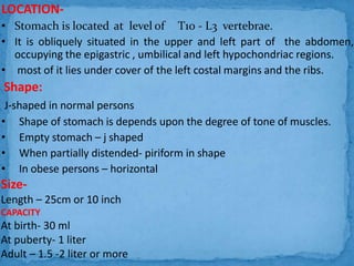 Anatomy of the stomach | PPTX