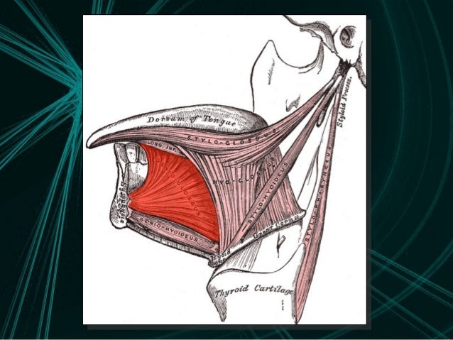 Anatomy of the tongue