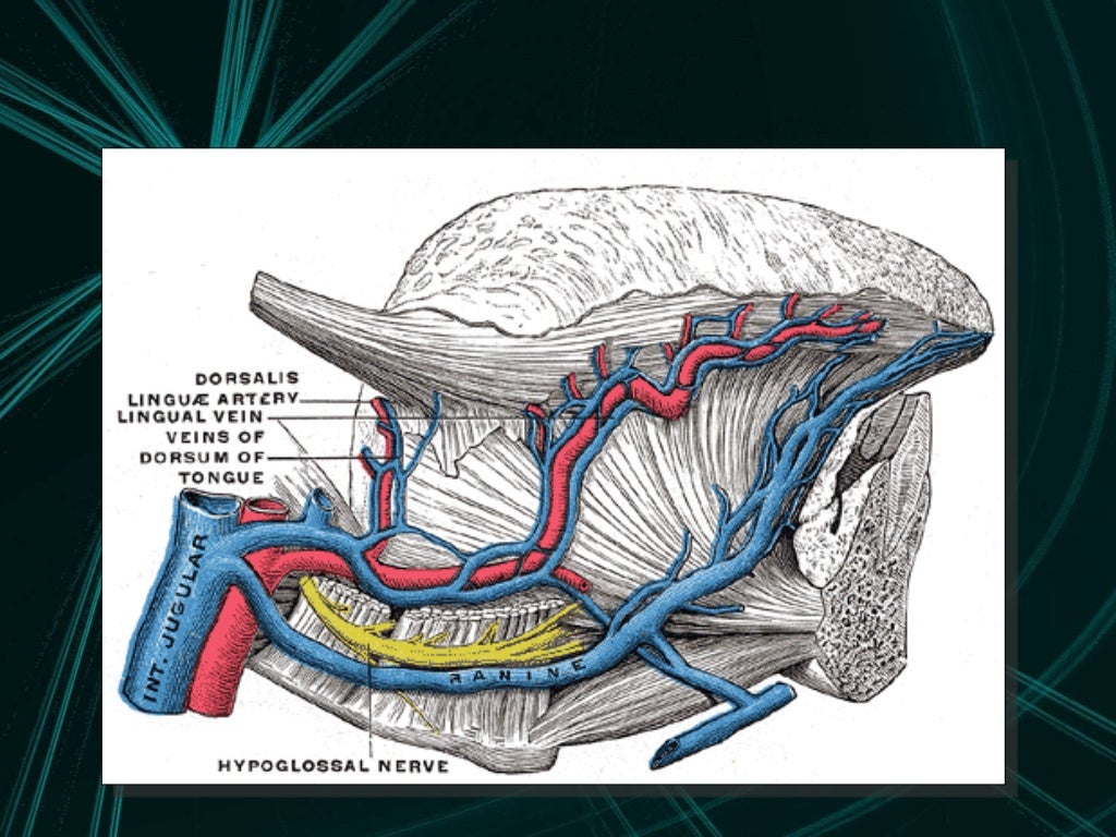 Anatomy of the tongue