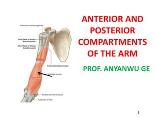 ANTERIOR AND
POSTERIOR
COMPARTMENTS
OF THE ARM
PROF. ANYANWU GE
1
 