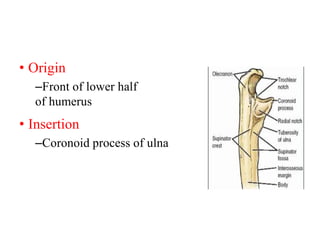ANATOMY OFTHE UPPER ARM.PPTX