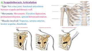 True Protraction Anatomy of the Upper Extremity for the 1-Year PT SVU Students.pdf