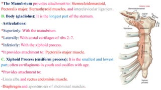 Enciform Anatomy of the Upper Extremity for the 1-Year PT SVU Students.pdf