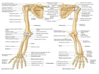 Anatomy of the upper limb.pptxpresentation | PPTX