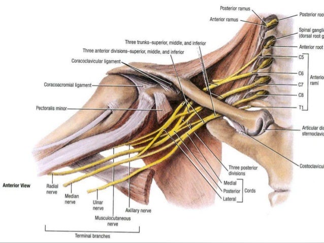 Anatomy of the upper limb – brachial plexus