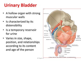 Capacious Bladder Anatomy of the urinary system(E)_2 (4).pptx