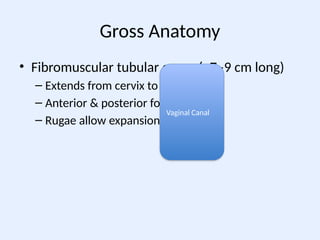 Anatomy_of_the_Vagina_Presentation_Improved.pptx