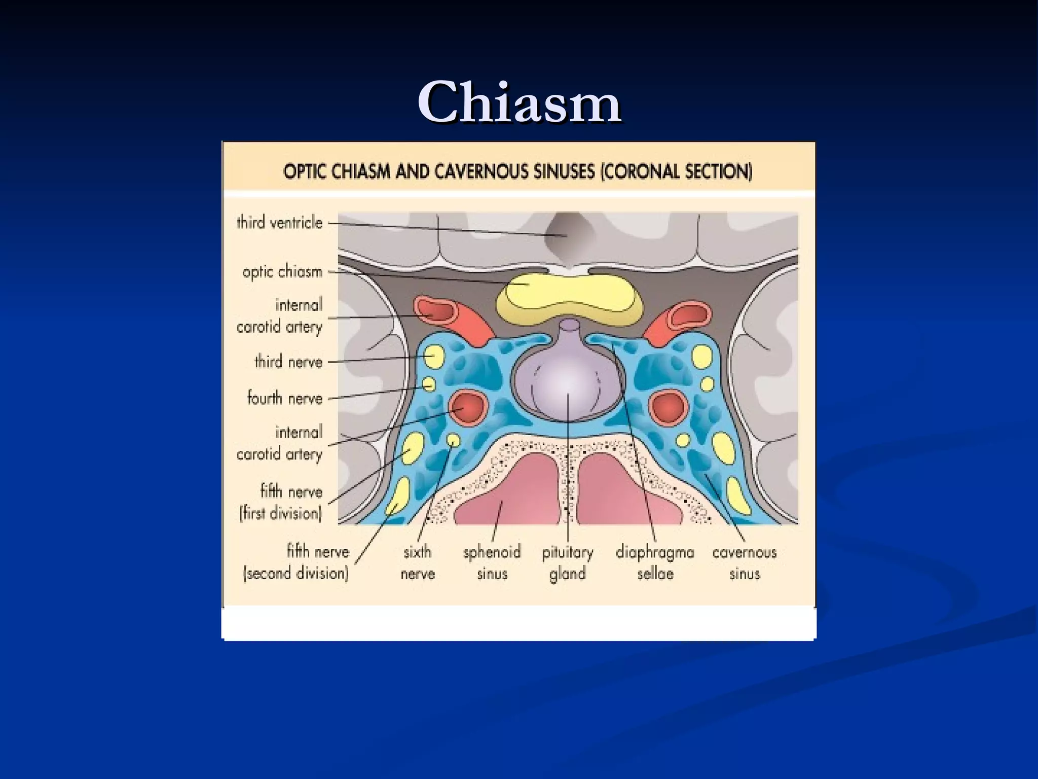 Chiasm
 