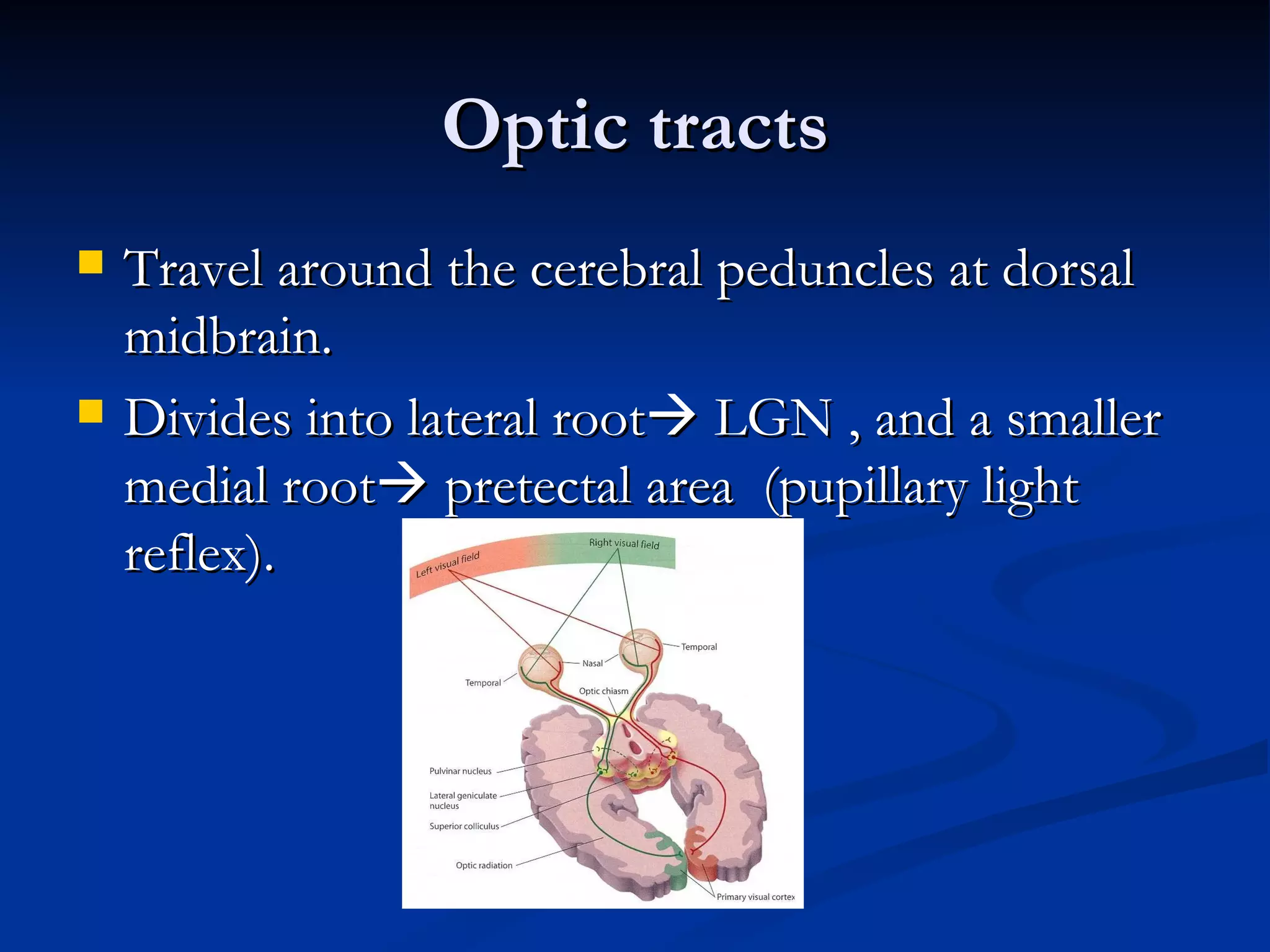Optic tracts
   Travel around the cerebral peduncles at dorsal
    midbrain.
   Divides into lateral root LGN , and a smaller
    medial root pretectal area (pupillary light
    reflex).
 