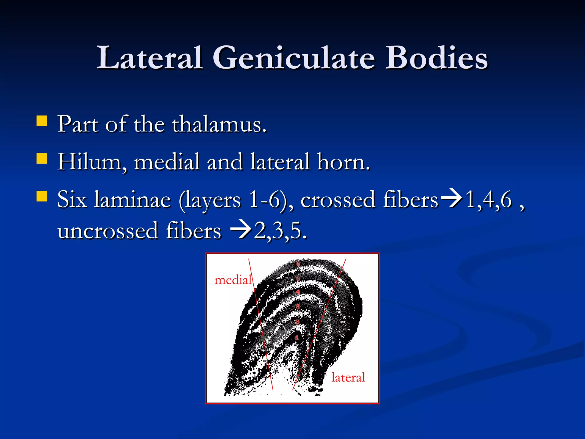 Lateral Geniculate Bodies
   Part of the thalamus.
   Hilum, medial and lateral horn.
   Six laminae (layers 1-6), crossed fibers1,4,6 ,
    uncrossed fibers 2,3,5.
                    medial




                                lateral
 