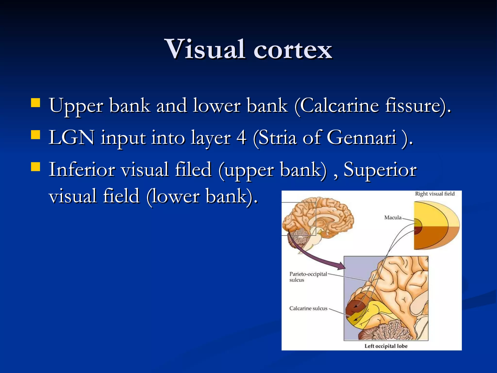 Visual cortex
   Upper bank and lower bank (Calcarine fissure).
   LGN input into layer 4 (Stria of Gennari ).
   Inferior visual filed (upper bank) , Superior
    visual field (lower bank).
 
