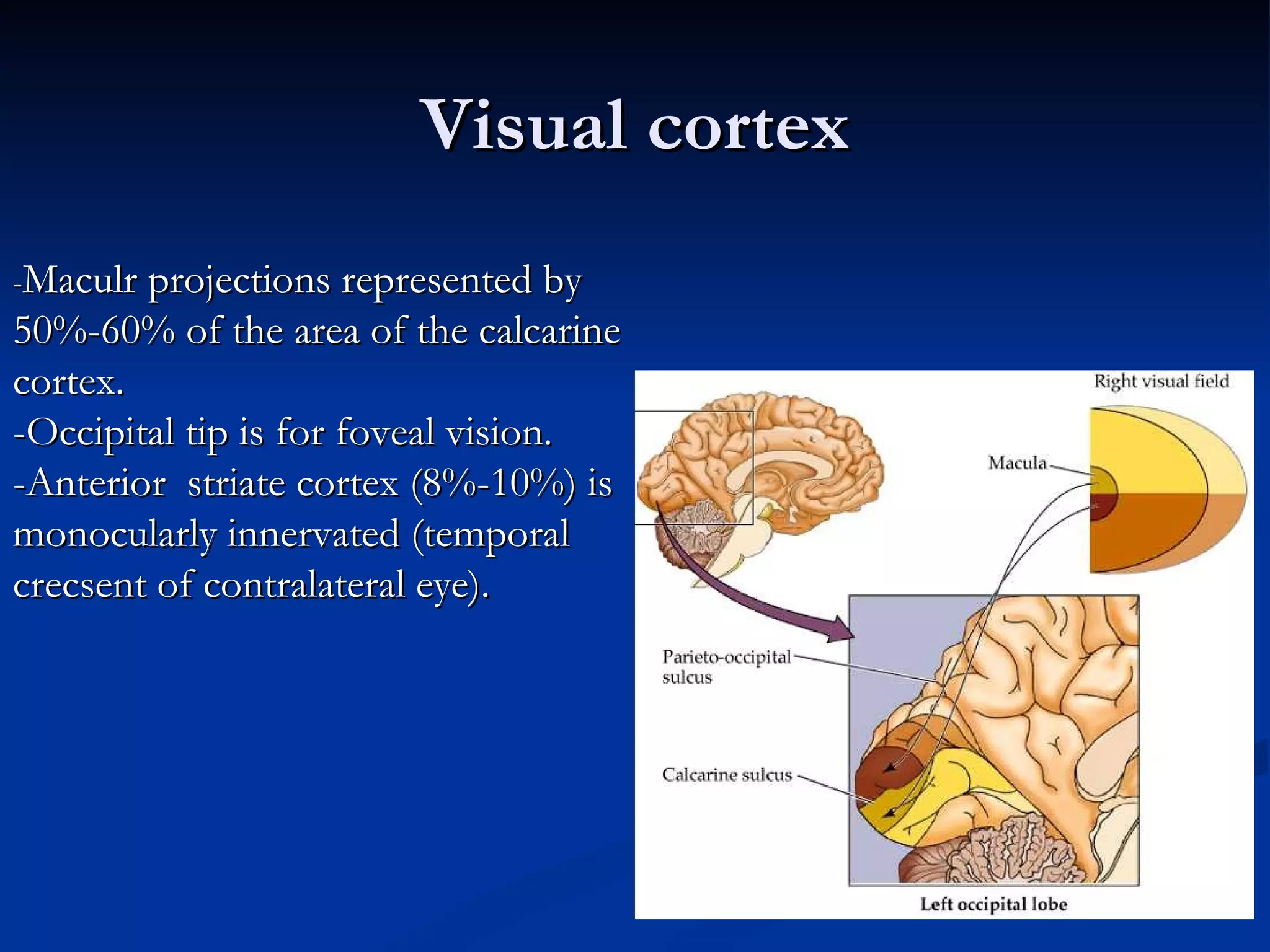 Visual cortex
-Maculr projections represented by
50%-60% of the area of the calcarine
cortex.
-Occipital tip is for foveal vision.
-Anterior striate cortex (8%-10%) is
monocularly innervated (temporal
crecsent of contralateral eye).
 