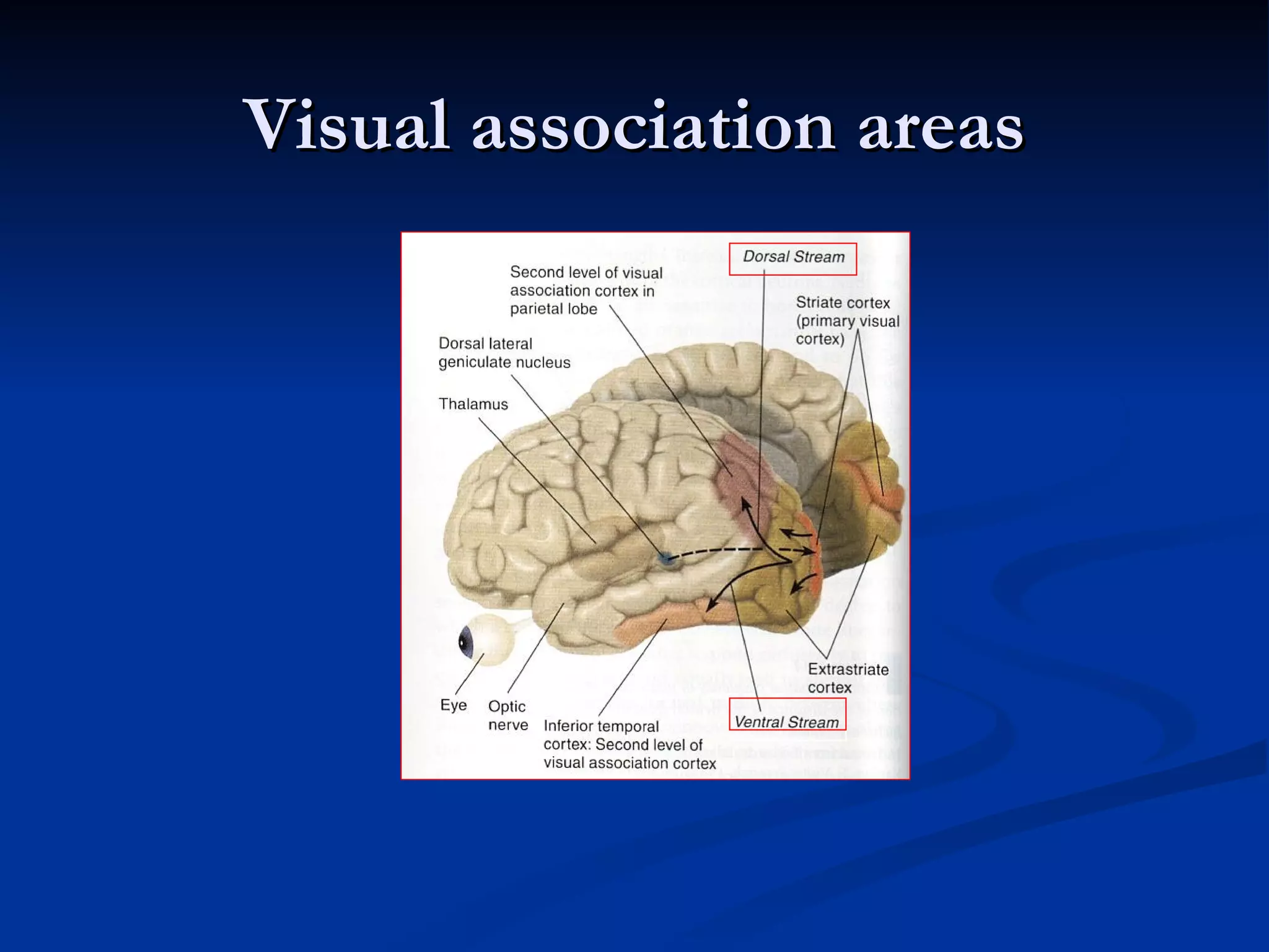 Visual association areas
 