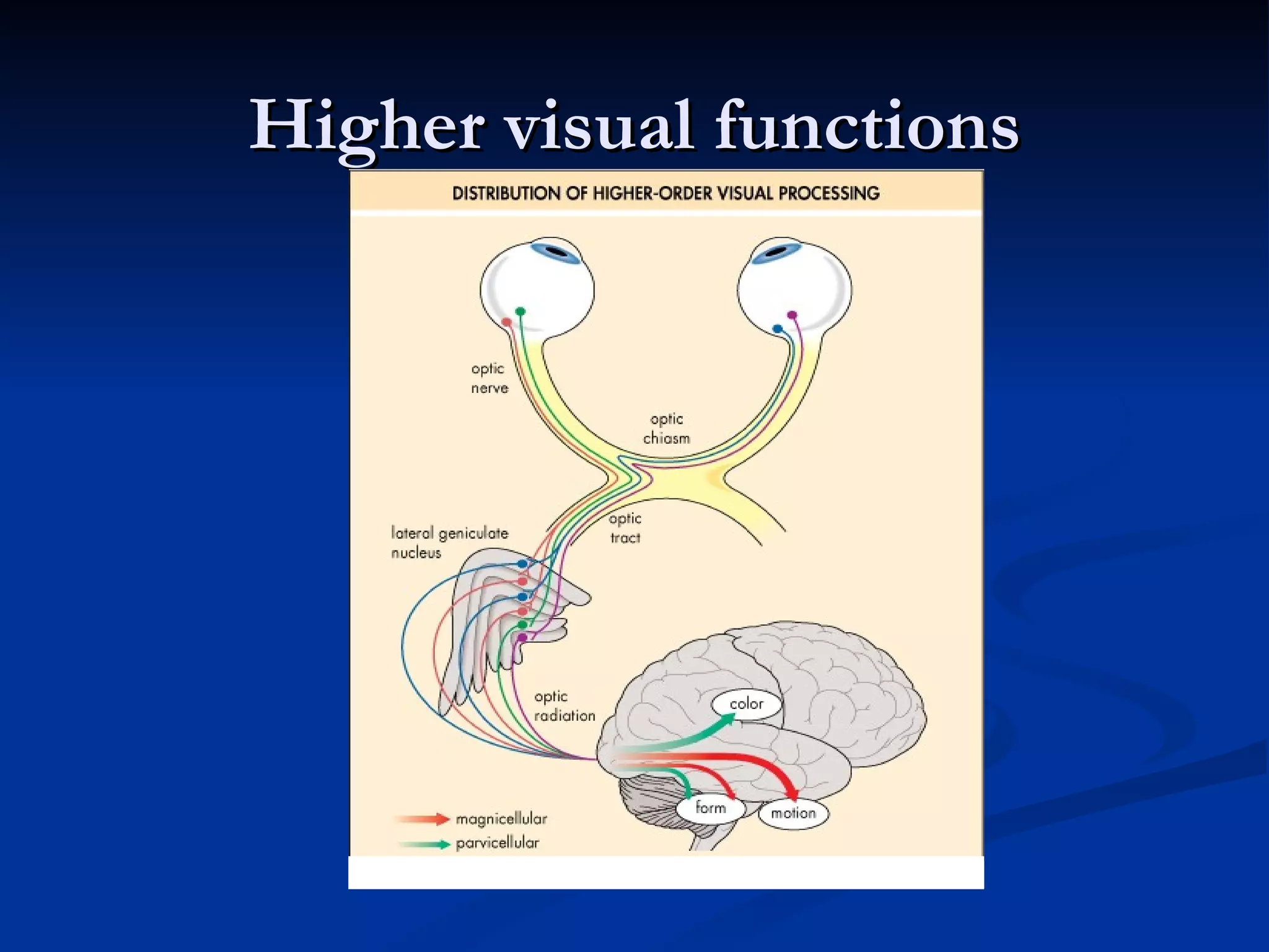 Higher visual functions
 