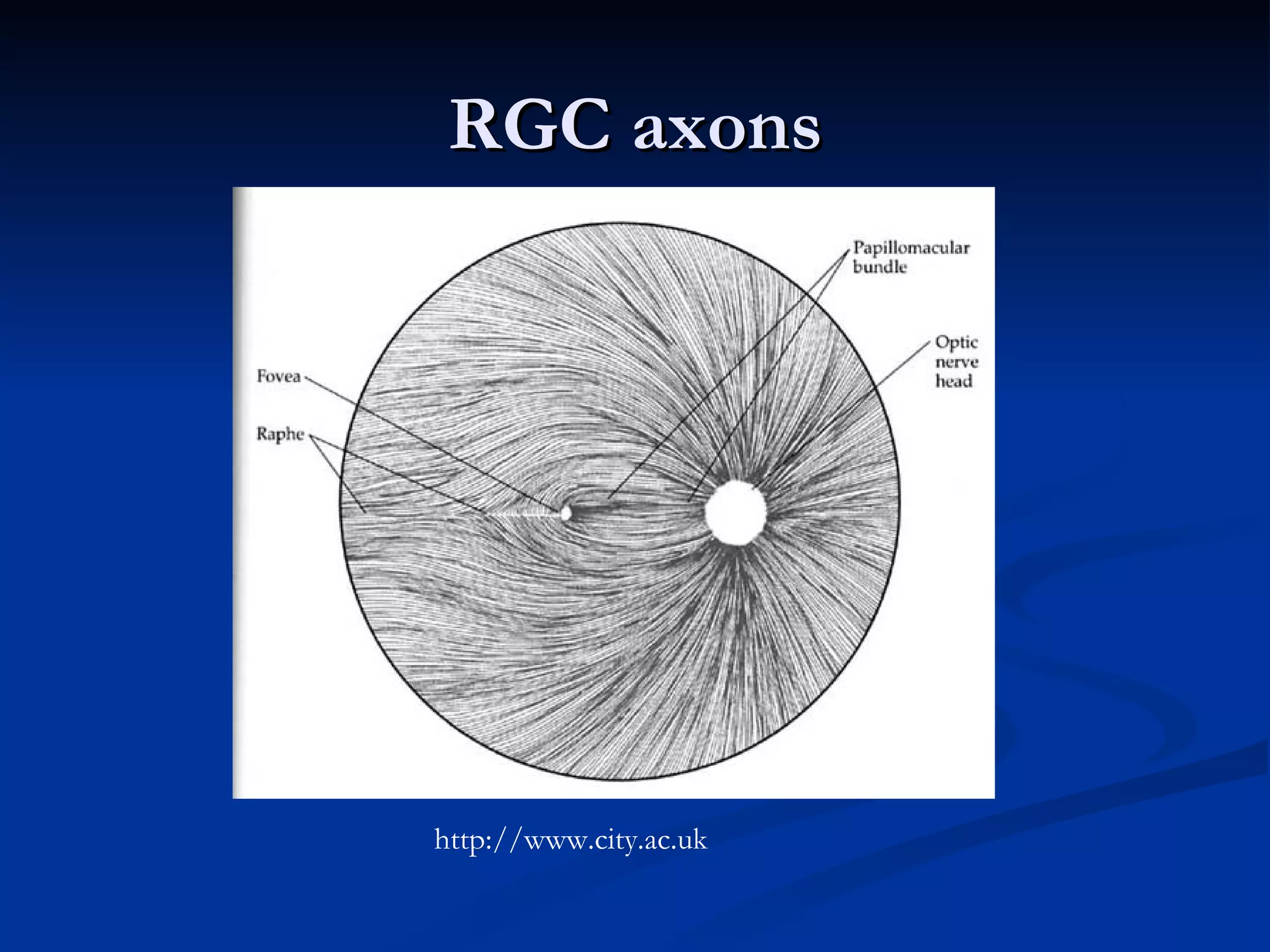 RGC axons




http://www.city.ac.uk
 