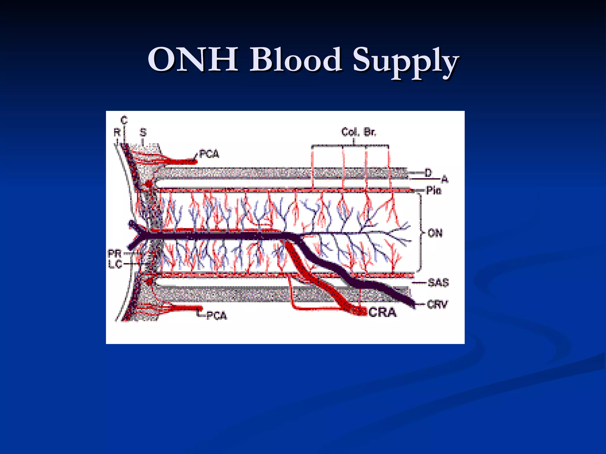 ONH Blood Supply
 