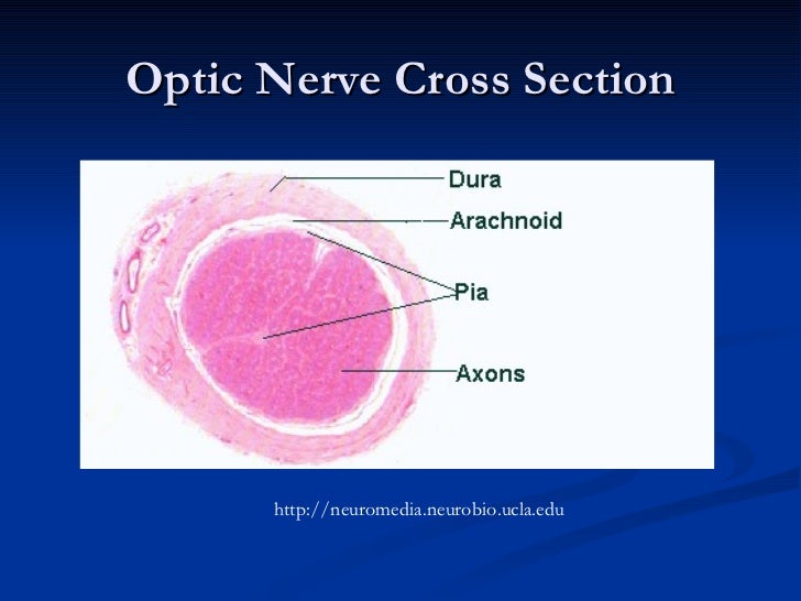 Anatomy of the visual pathways and visual cortex