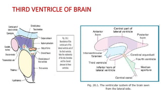 ANATOMY OF THIRD VENTRICLE OF BRAIN.pptx