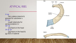 Tapered Arch Rib Anatomy of thoracic gage (bones) | PPTX
