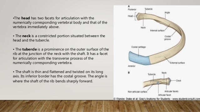 Anatomy of thoracic gage (bones)