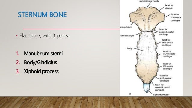 Anatomy of thoracic gage (bones)
