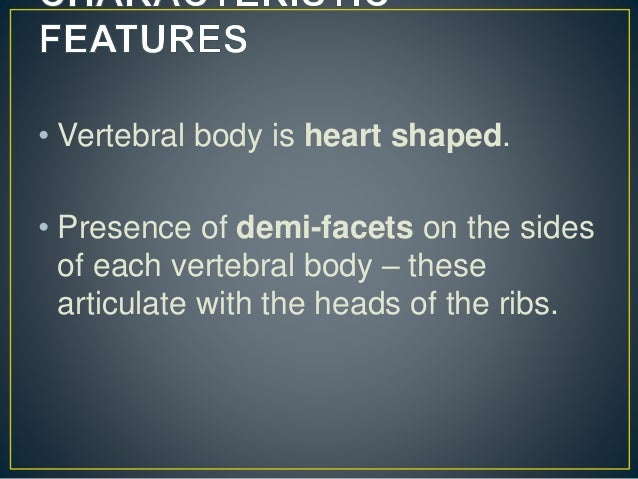 Anatomy of thoracic vertebra