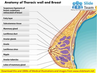 Anatomy of Thoracic wall and Breast
 