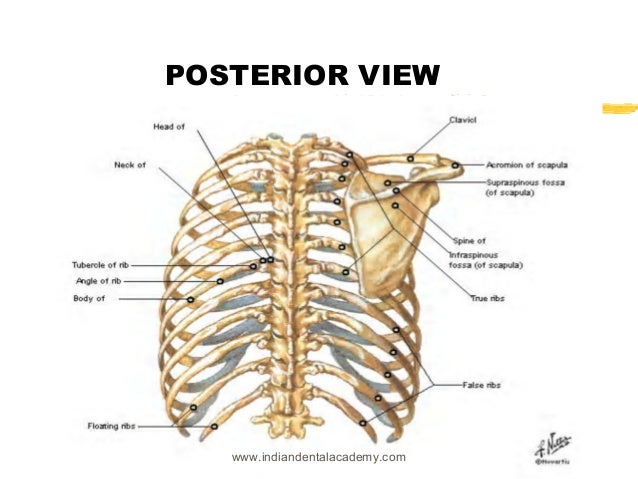 Anatomy of thorax /certified fixed orthodontic courses by Indian dent…