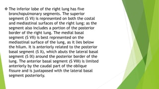 Segment Inferior Anatomy of Thorax | PPTX