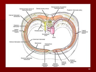 anatomy of thorax.ppt